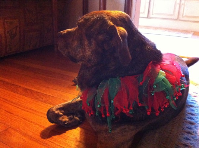 Our noble Pericles, The Lil' Drummer Dog!!