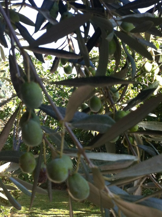 And everyone makes their own olive oil. Sigh.