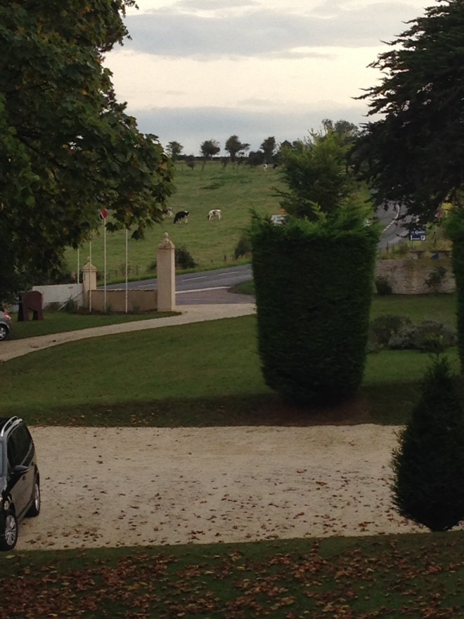 The view from our front window.  I'm lovin' those sweet cows!