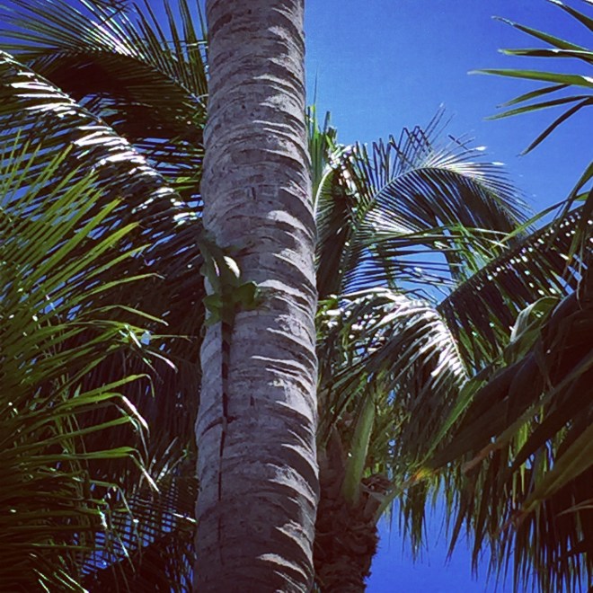 He is NOT part of girl's weekend so scuttle yo' ass on up that palm 'cuz you can't sit with us!